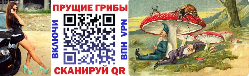 Купить  Боровичи  Галлюциногенные грибы Psilocybine cubensis 